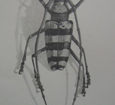 Longhorn